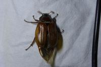 Melolontha melolontha