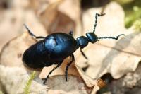 Meloe violaceus