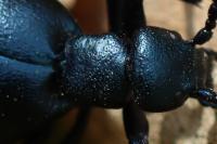 Meloe violaceus
