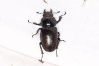 Lucanus cervus