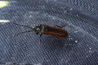 Omalisus fontisbellaquei