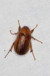 Rhizotrogus aestivus
