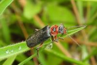 Cantharis rustica