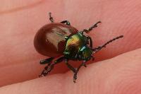 Chrysolina polita