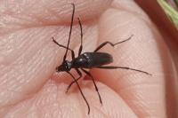 Rutpela nigra