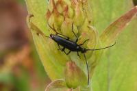 Rutpela nigra