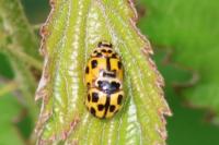 Propylea quatuordecimpunctata