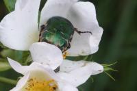 Cetonia aurata