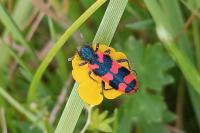 Trichodes alvearius