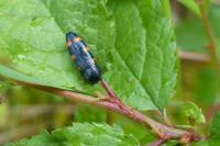 Ptosima undecimmaculata