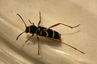 Clytus arietis