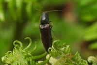 Athous haemorrhoidalis