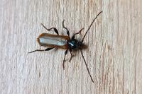 Phymatodes testaceus