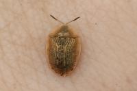 Cassida nebulosa