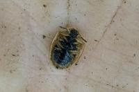 Cassida nebulosa