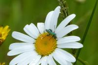 Oedemera nobilis