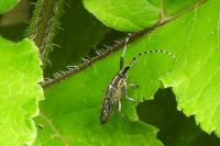 Agapanthia villosoviridescens