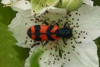 Trichodes alvearius