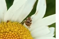 Anthrenus verbasci