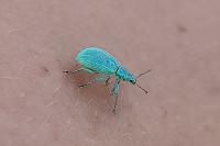 Polydrusus planifrons