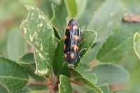 Ptosima undecimmaculata