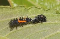 Harmonia axyridis
