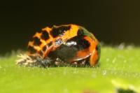 Harmonia axyridis
