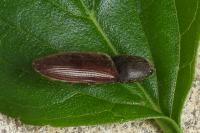 Athous haemorrhoidalis