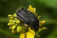Tropinota squalida