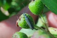Psilothrix viridicoerulea