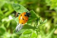 Coccinella septempunctata
