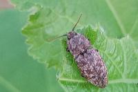 Agrypnus murinus
