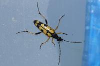 Rutpela maculata