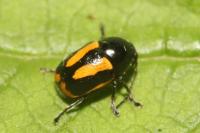 Cryptocephalus vittatus