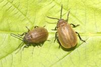 Galeruca pomonae