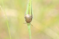 Galeruca pomonae