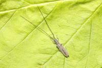 Calamobius filum