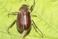 Amphimallon atrum