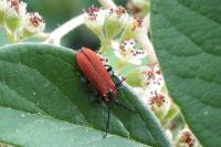 Lygistopterus sanguineus