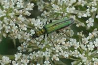 Oedemera nobilis