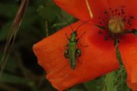Oedemera nobilis