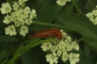 Rhagonycha fulva