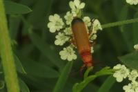 Rhagonycha fulva
