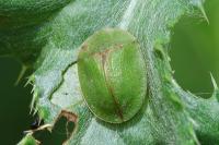 Cassida rubiginosa