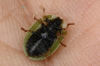 Cassida rubiginosa