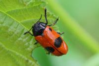 Clytra laeviuscula