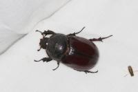 Oryctes nasicornis