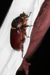 Oryctes nasicornis