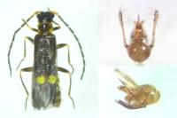 Malthodes minimus