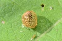 Hypera rumicis
